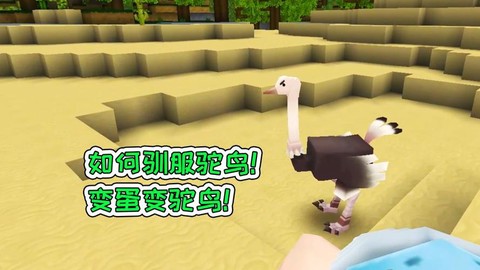 迷你世界怎么抓鸵鸟[图2]