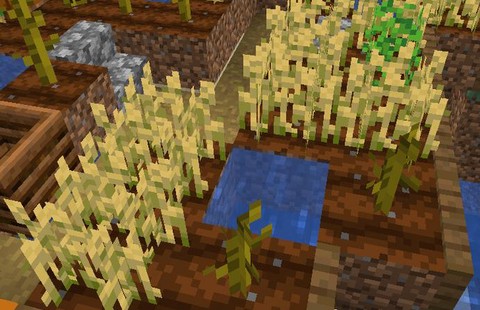 我的世界小麦有什么用[图1]