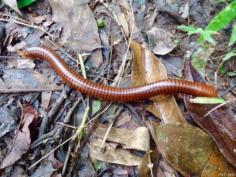 迷你世界蚯蚓有什么用